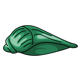Clam tulip shell clipart