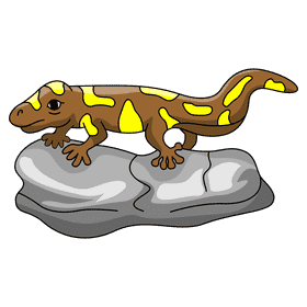 Gecko on a rock clipart