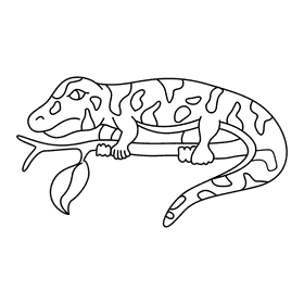 Gecko on a tree black and white clipart