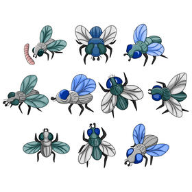 Housefly vector set vector