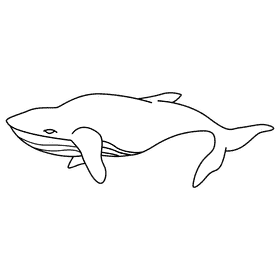 Humpback whale at surface black and white clipart