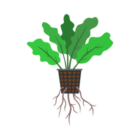 Hydroponic plant clipart
