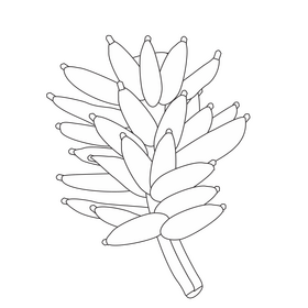 Green bananas black and white clipart