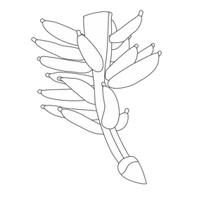 Bananas on a branch black and white clipart