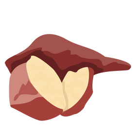 Cartoon potato half cut clipart