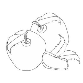 Apples black and white clipart