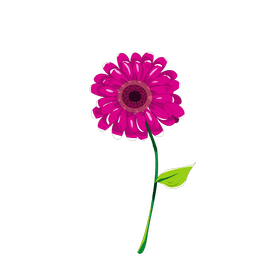 Gerbera cartoon clipart