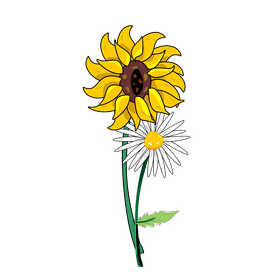 Sunflower and daisy drawing clipart