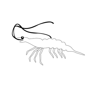 Shrimp cartoon black and white clipart