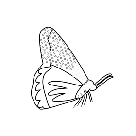 Butterfly cartoon black and white clipart