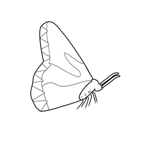 Free butterfly black and white clipart