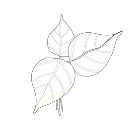 Catalpa leaves cartoon black and white clipart