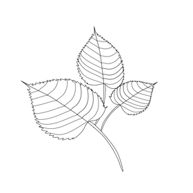 Cartoon linden leaf black and white clipart