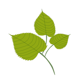 Cartoon linden leaf clipart