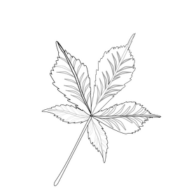 Chestnut leaf black and white clipart