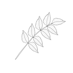 Hornbeam leaf black and white clipart