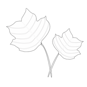 Tulip tree leaf black and white clipart