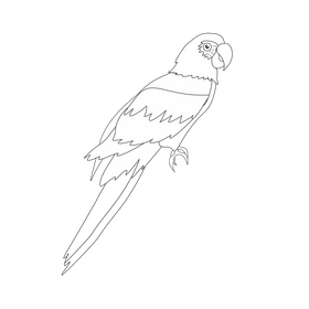 Parrot black and white clipart