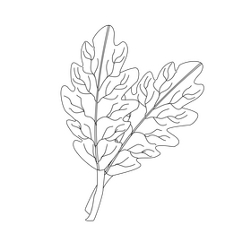 Oak leaf cartoon drawing black and white clipart