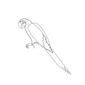 Parrot black and white clipart