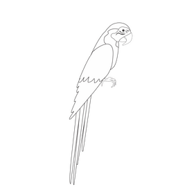 Parrot black and white clipart