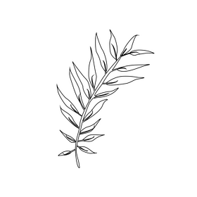 Willow leaf black and white clipart