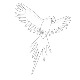 Parrot flying drawing black and white clipart
