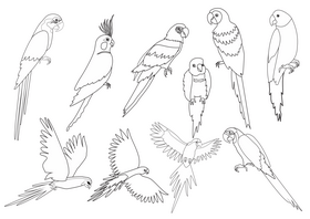 Free parrots black and white vector