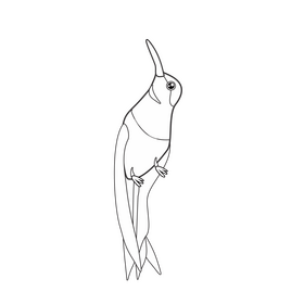 Cartoon hummingbird black and white clipart