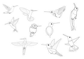 Hummingbirds black and white vector