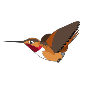 Hummingbird cartoon drawing clipart