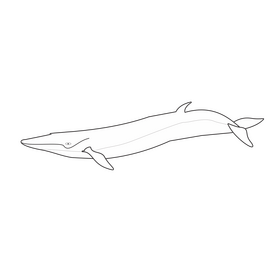Cartoon fin whale black and white clipart