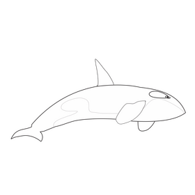 Killer whale black and white clipart