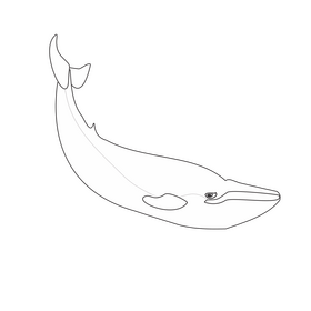 Whale black and white clipart