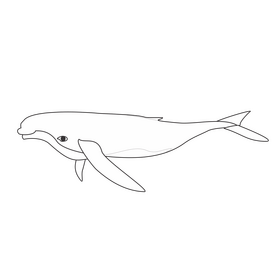 Humpback whale illustration black and white clipart