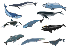 Free whales vector