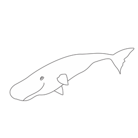 Sperm whale black and white clipart