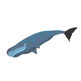 Sperm whale clipart