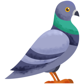 Pigeon clipart