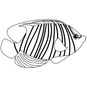 Royal angelfish black and white clipart