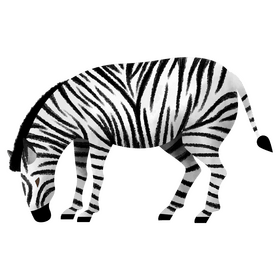 Zebra eating clipart