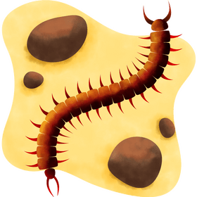 Centipede vector
