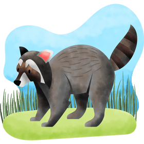 Raccoon vector