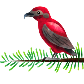 Red crossbill bird clipart