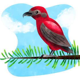 Red crossbill bird vector