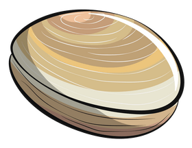 Clam cartoon clipart