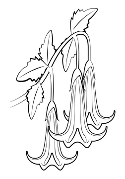 Angel's trumpet flower black and white clipart