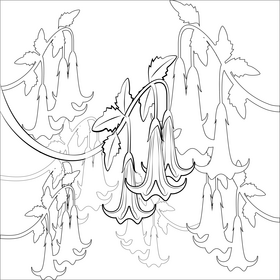 Angel's trumpet flower black and white vector