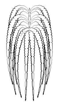 Amaranthus flower black and white clipart