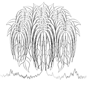 Amaranthus flower black and white vector